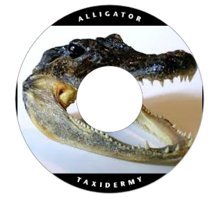 alligator skin on taxidermy