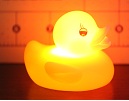 water activated duck